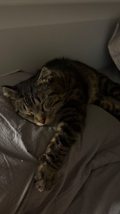 кот отдам даром ,