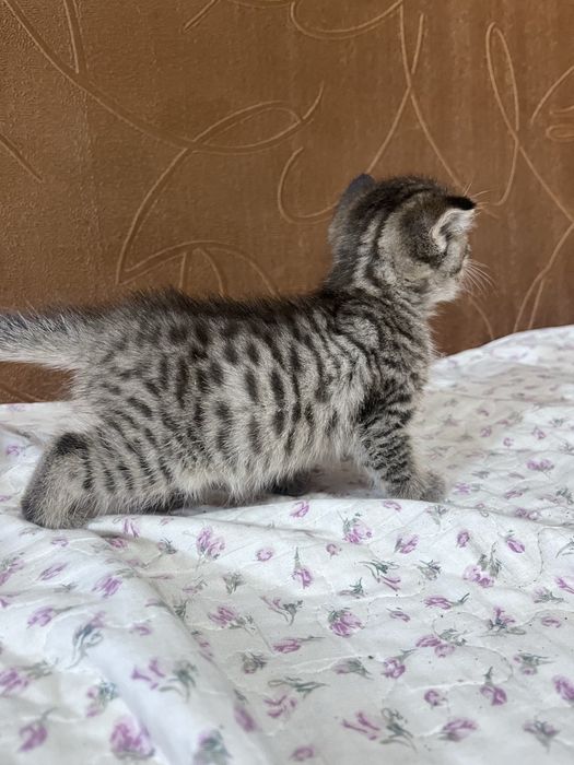Отдам котенка девочку
