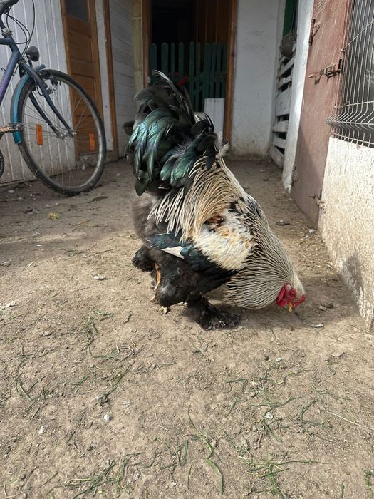 Oua incubat găini brahma