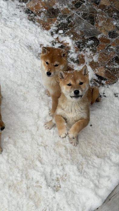 Shiba inu toy de vanzare