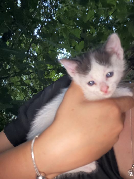 Подарявам бебе котета