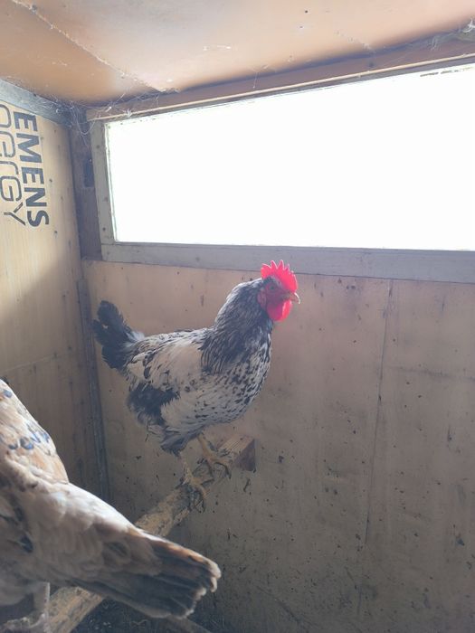 Продам  двух петухов