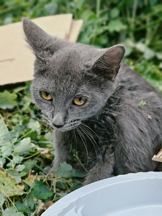 Кошка в добрые руки