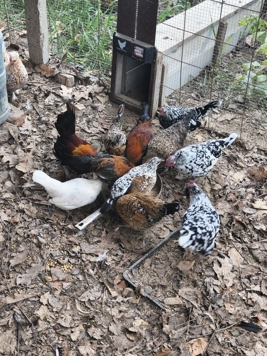 Vând păsări de curte