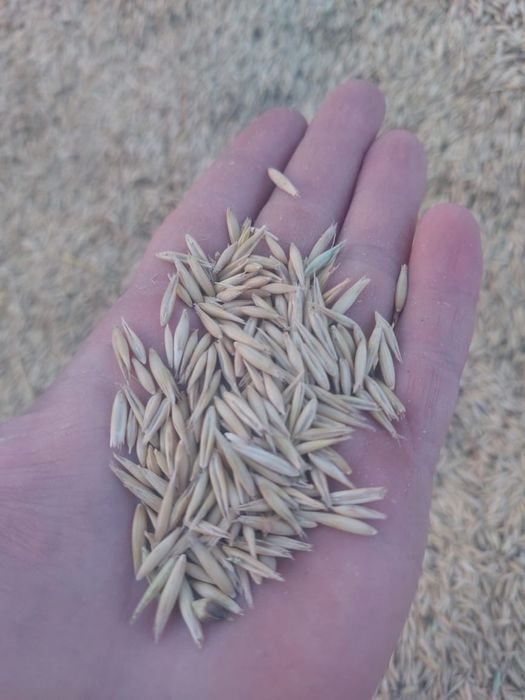 Ямень пшеница овес сечка бидай арпа