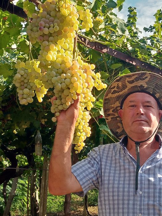 Лозов посадъчен материал