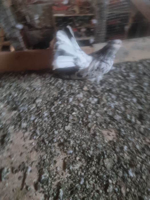 Porumbei de vânzare
