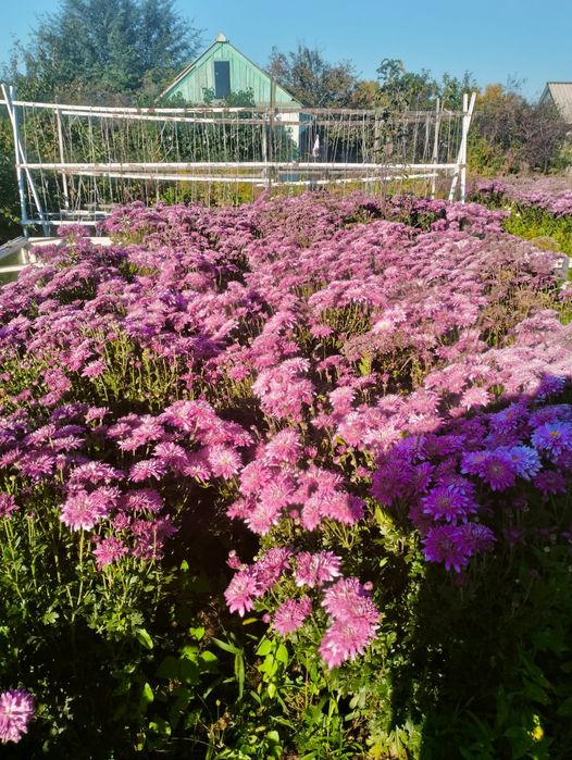 Продам хризантему дачьную