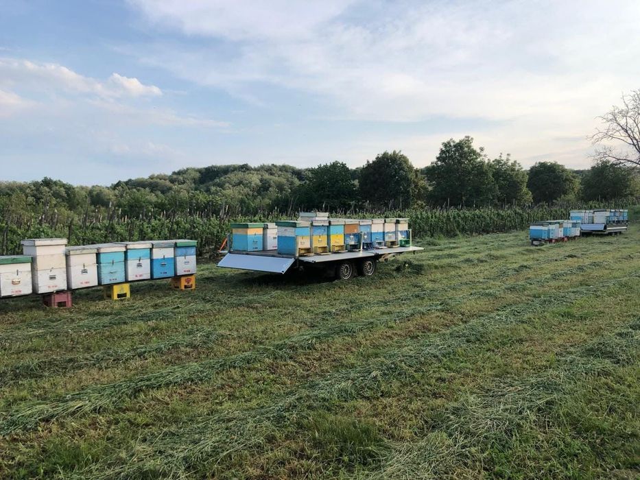 Miere naturală românească – direct de la sursă!