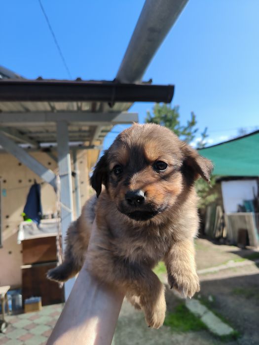 Отдам щенят в добрые руки