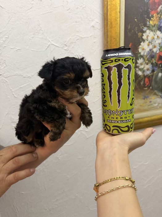 Йоркширски териер мини мъжки йорки