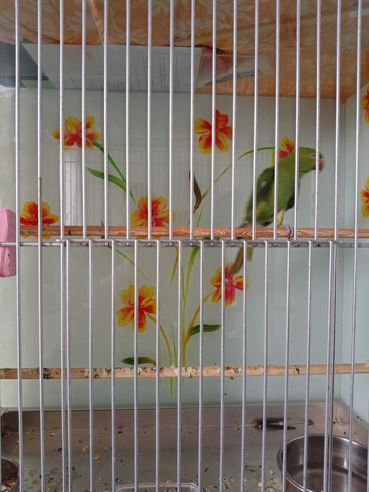 Papagal Micul Alexandru