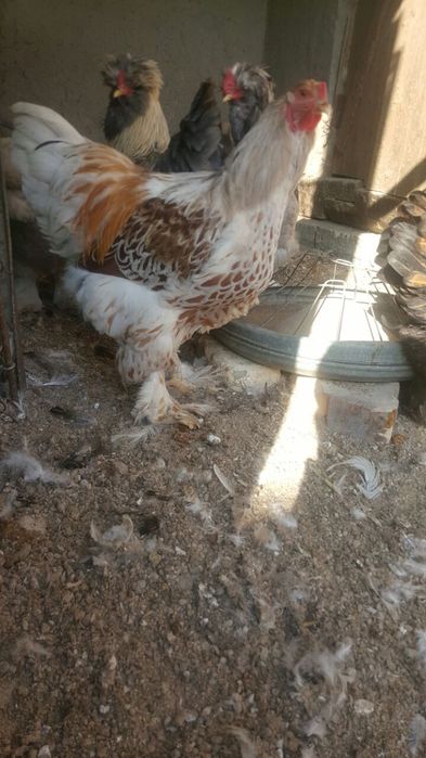 Brama zolita va beliy zolita tuxum lari sotiladi oila