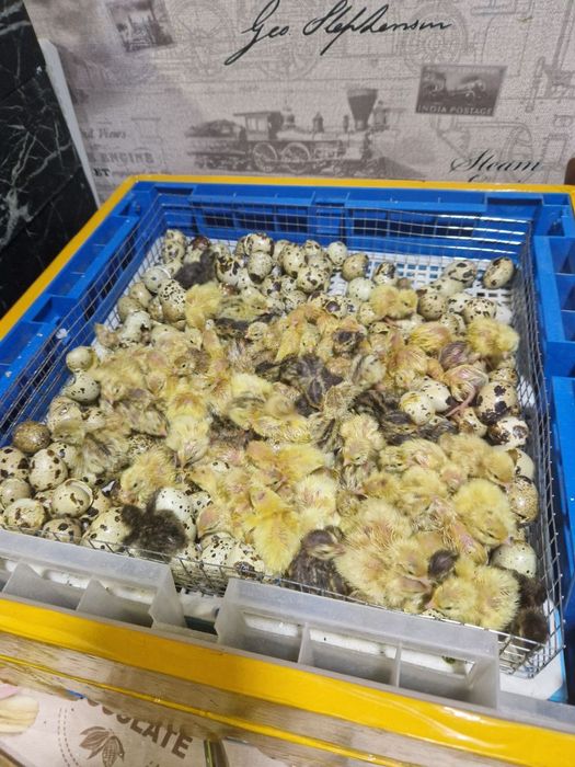 Белый Гегант и Техасская птенцы!