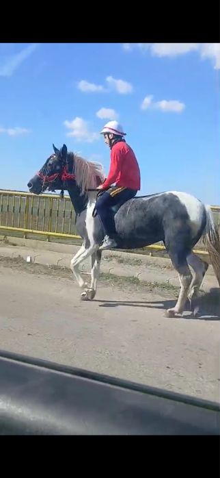 Vând mânza de 2, ani jumate