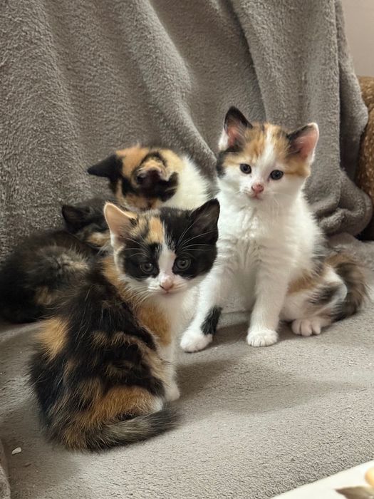 Подаряваме прекрасни котенца!