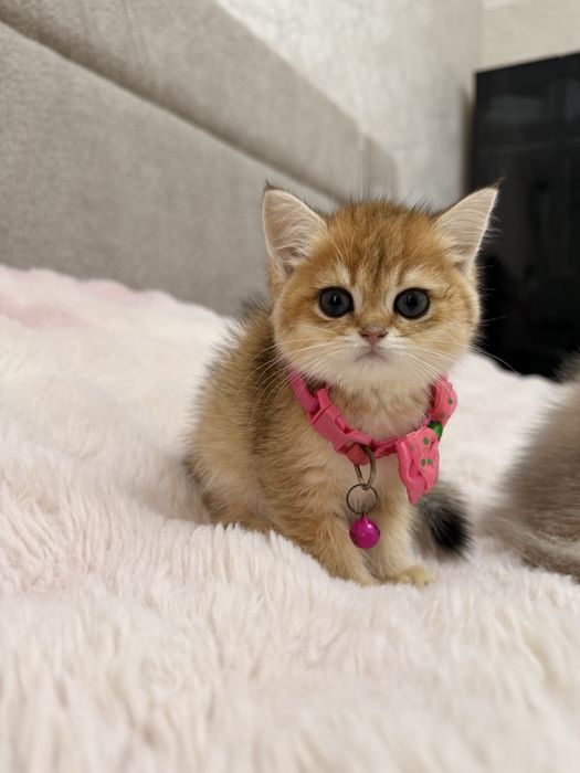 На продаже элитные котятки