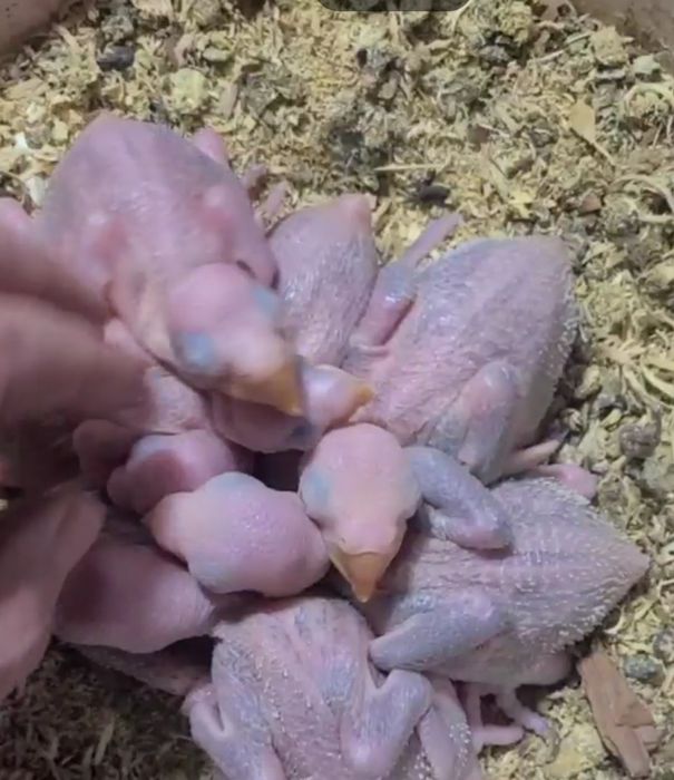 Александр птинцы