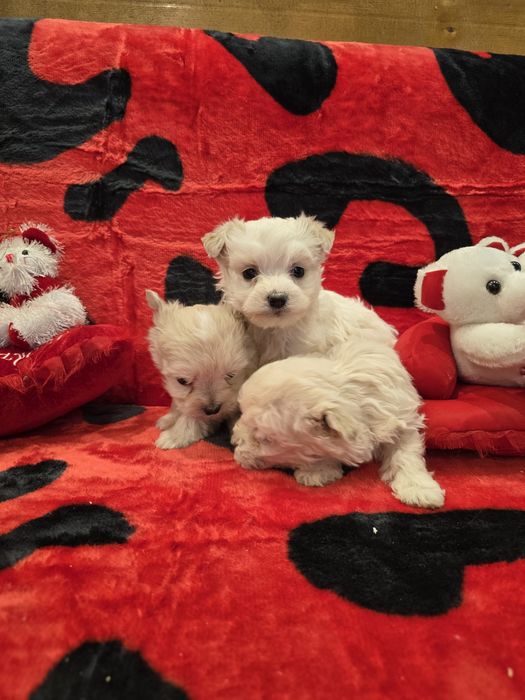 Уникални мини болонки малтезар