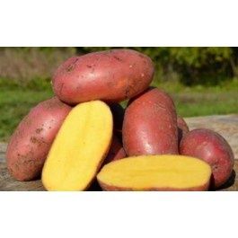 Vînd cartofii Laura.bio