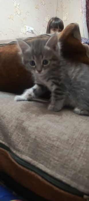 Бесплатно котята