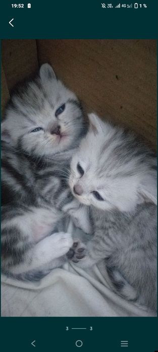 Шотландский котята