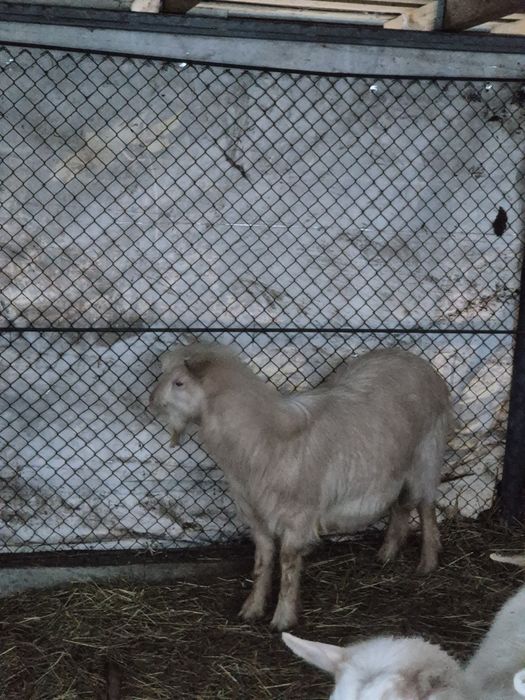 Vând  rațe si țap