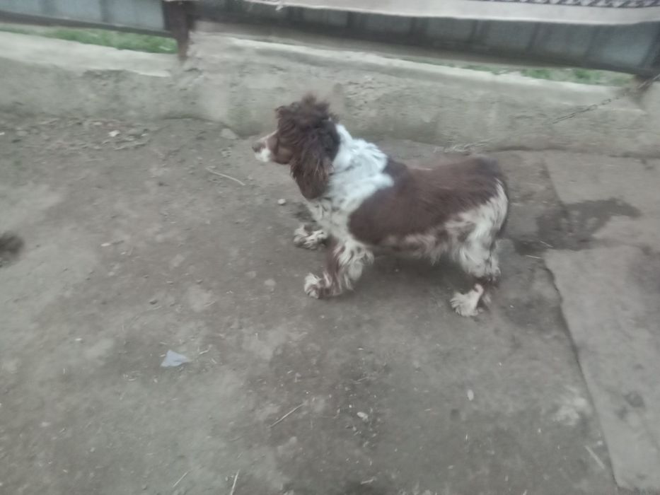 Продам салаки по 50 тыс