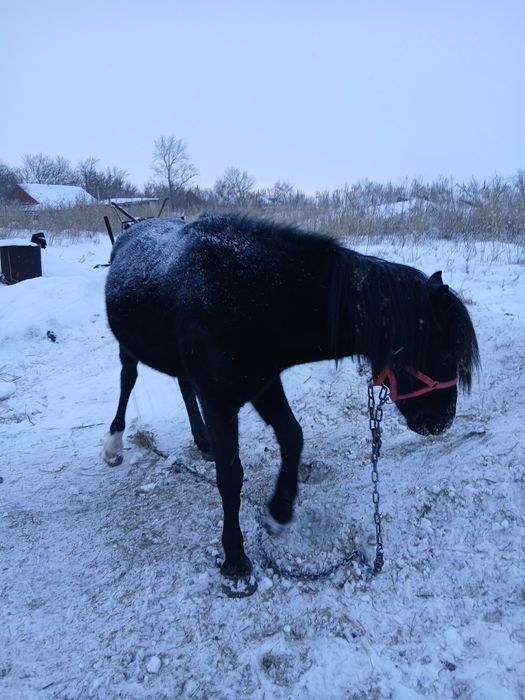 Продам жеребца 7 лет