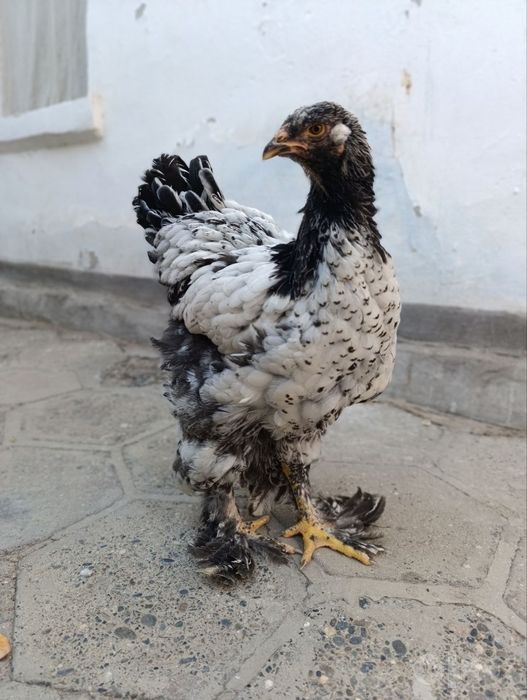 6 oylik 1 para brama sotiladi