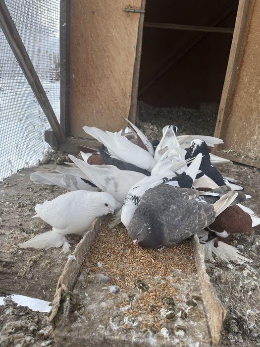 Продам голубей, всех сразу