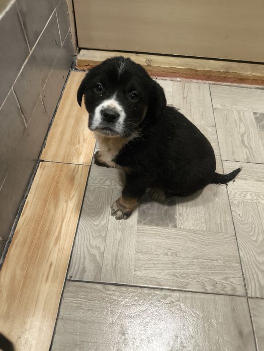 Кане Корсо / Сао Алабай