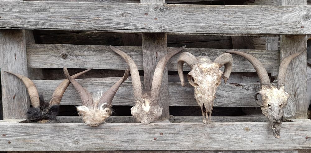 Трофей, рога !!!