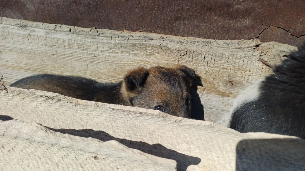 Отдам щенков в хорошие руки