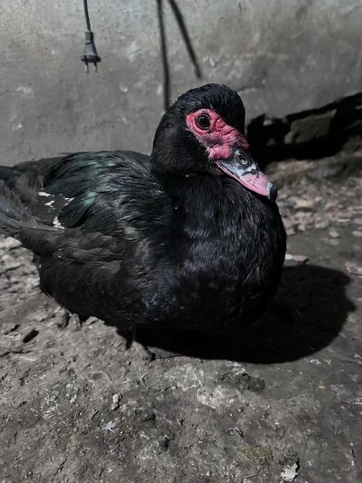 Мускусные утки (индоутки )