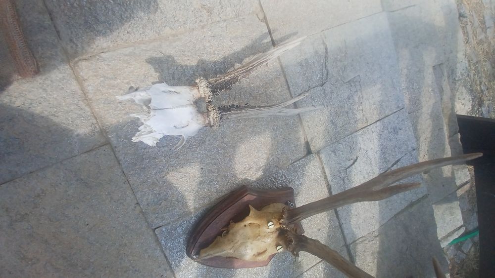 Еленски рога истински