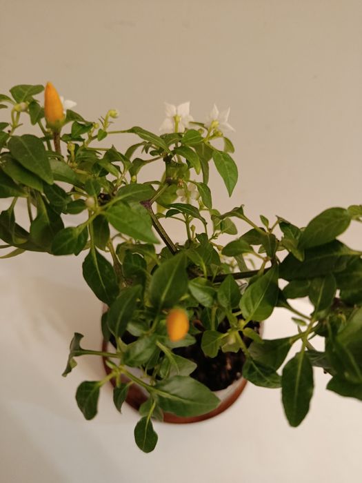 Перчик декоративный