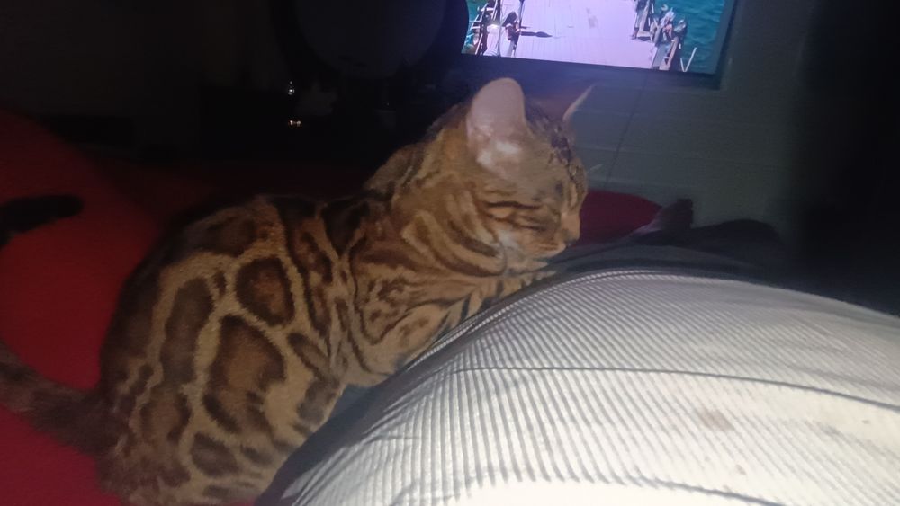 Бенгальские кошки