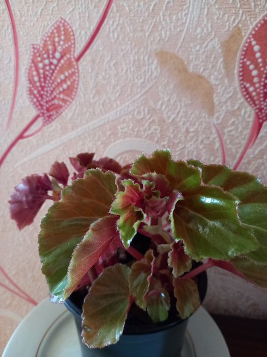 Продам комнатные цветы