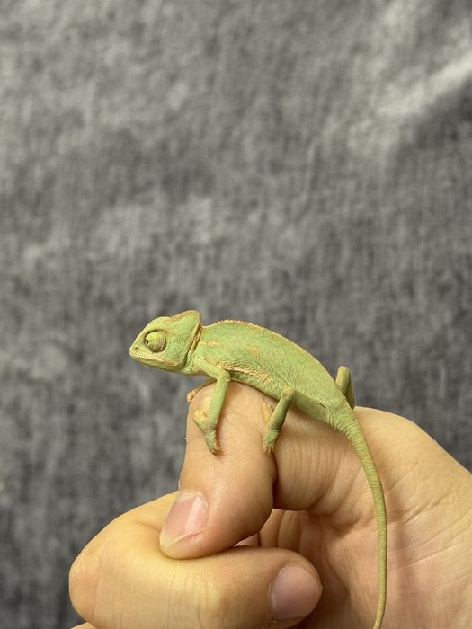 малыши хамелеона