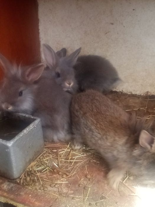 Iepurași pitici.                          .