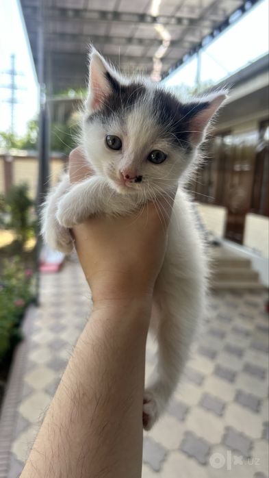 Продаётся котенок