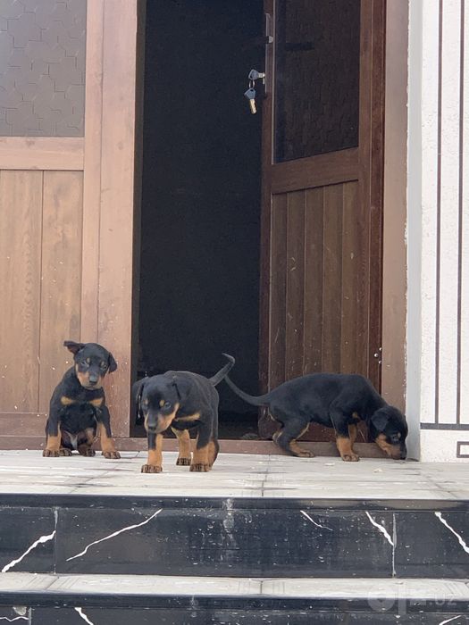 Doberman kuchula sotiladi