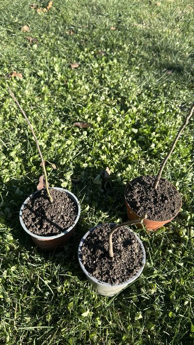 Фиданки от орехово дърво