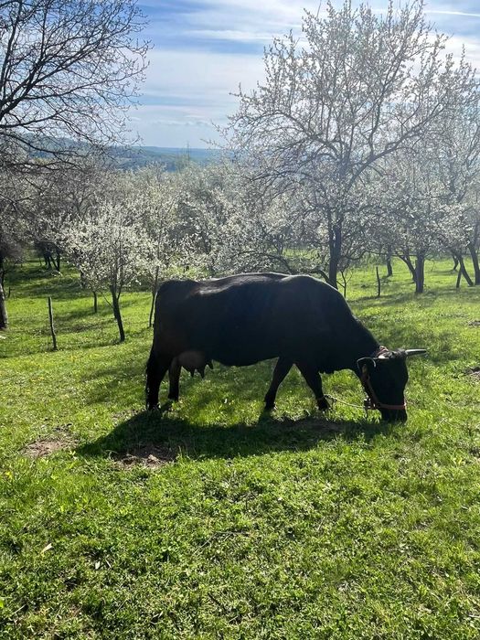 Vaca buna de lapte