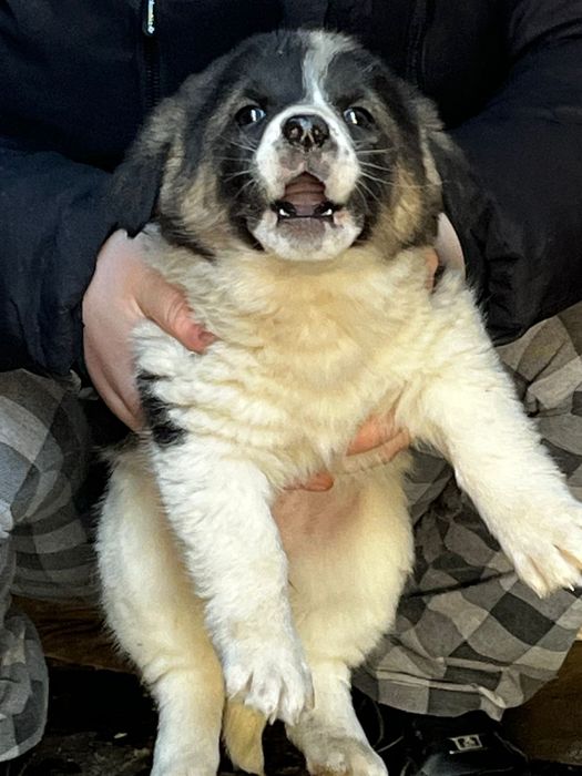 Отдам щенков в добрые руки!