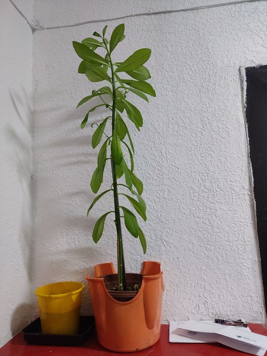 Комнатные растения