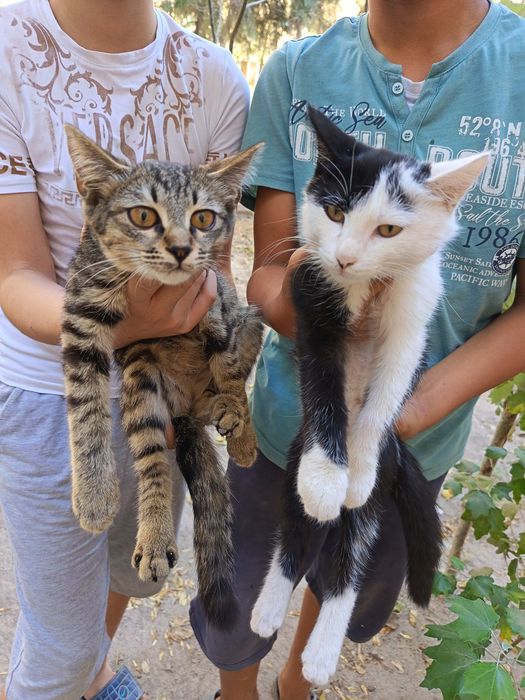 Коты продаются бесплатно