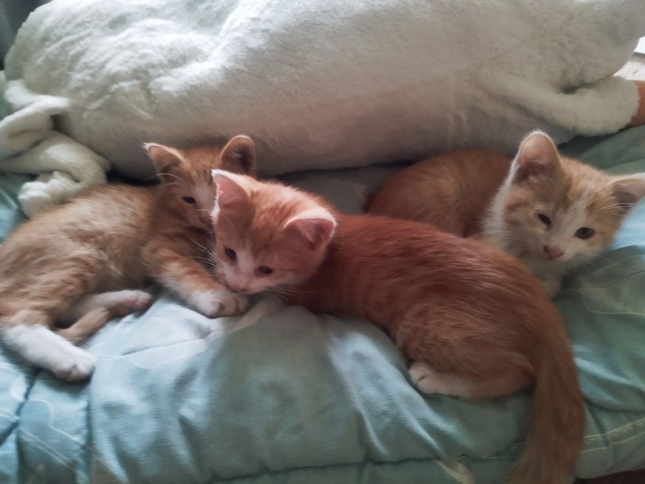 Отдаю котят, очень хорошие и милые