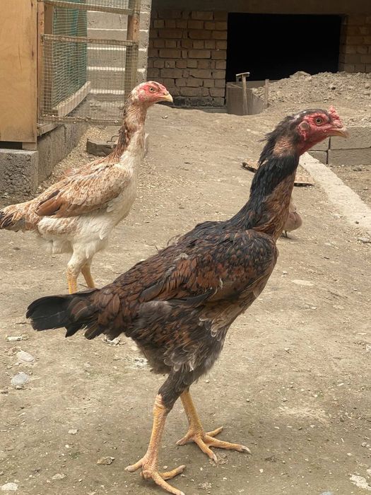 Dakan tovuqlar sotiladi